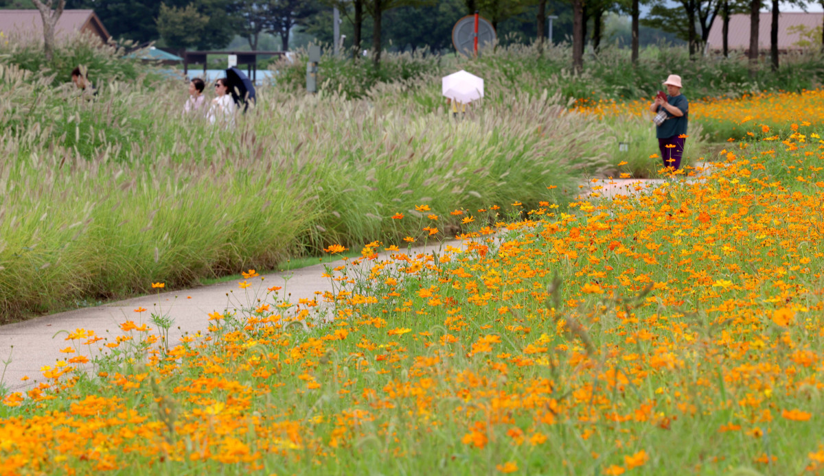 ▲절기상 백로(白露)가 지나고 전국의 폭염특보가 모두 해제되는 등 무더위가 누그러진 가운데 9일 경기 시흥시 갯골생태공원의 수크령과 황화코스모스가 가을이 왔음을 알리고 있다. 신태현 기자 holjjak@
