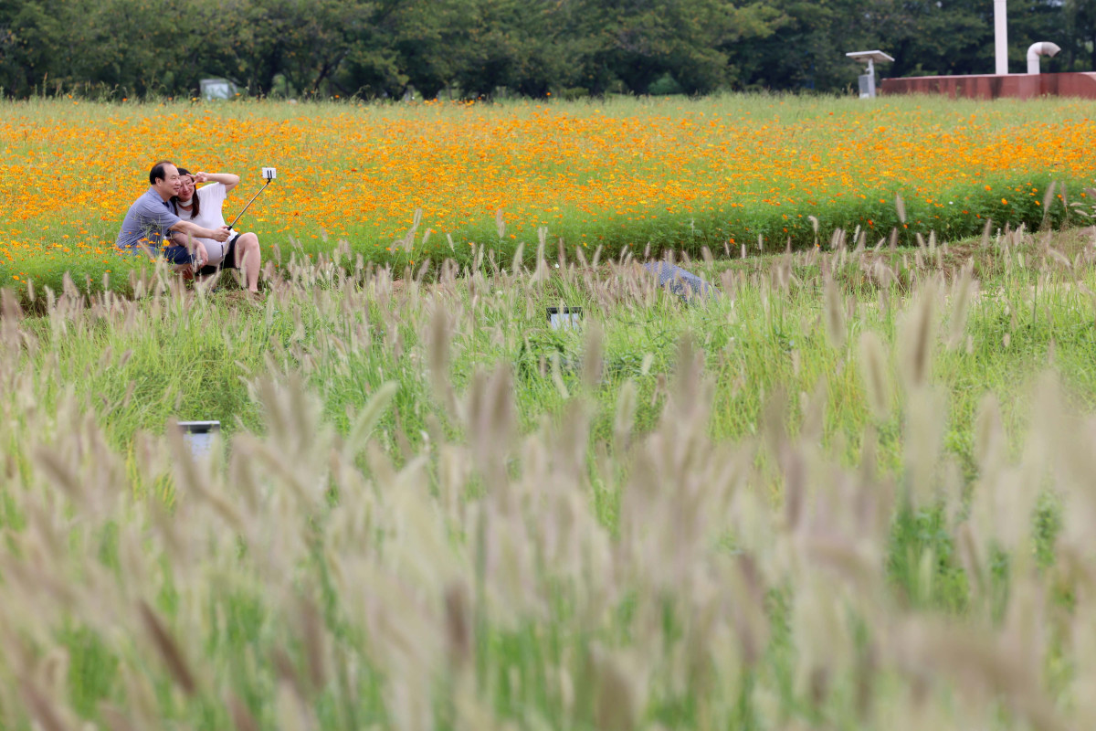 ▲절기상 백로(白露)가 지나고 전국의 폭염특보가 모두 해제되는 등 무더위가 누그러진 가운데 9일 경기 시흥시 갯골생태공원의 수크령과 황화코스모스가 가을이 왔음을 알리고 있다. 신태현 기자 holjjak@