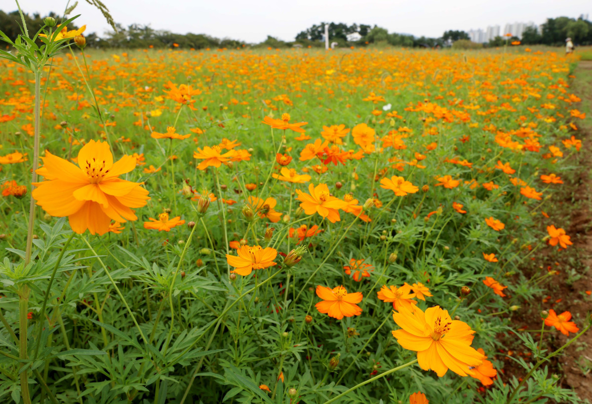 ▲절기상 백로(白露)가 지나고 전국의 폭염특보가 모두 해제되는 등 무더위가 누그러진 가운데 9일 경기 시흥시 갯골생태공원의 황화코스모스가 가을이 왔음을 알리고 있다. 신태현 기자 holjjak@