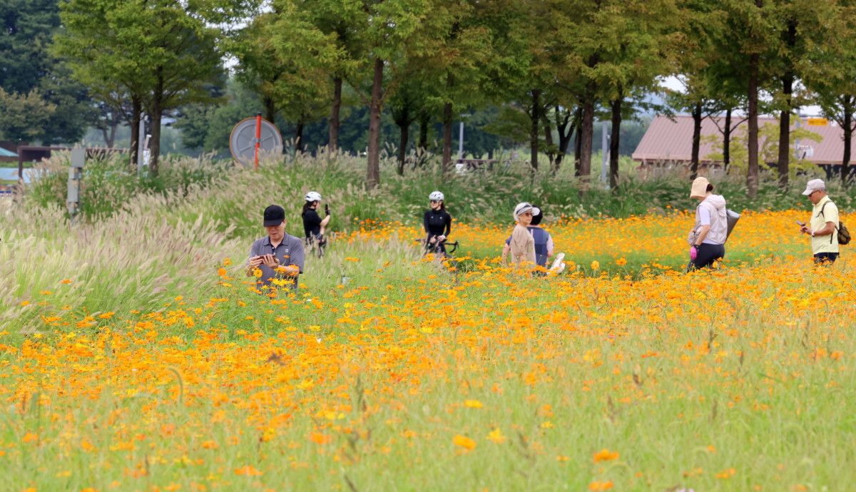 ▲절기상 백로(白露)가 지나고 전국의 폭염특보가 모두 해제되는 등 무더위가 누그러진 가운데 9일 경기 시흥시 갯골생태공원의 수크령과 황화코스모스가 가을이 왔음을 알리고 있다. 신태현 기자 holjjak@