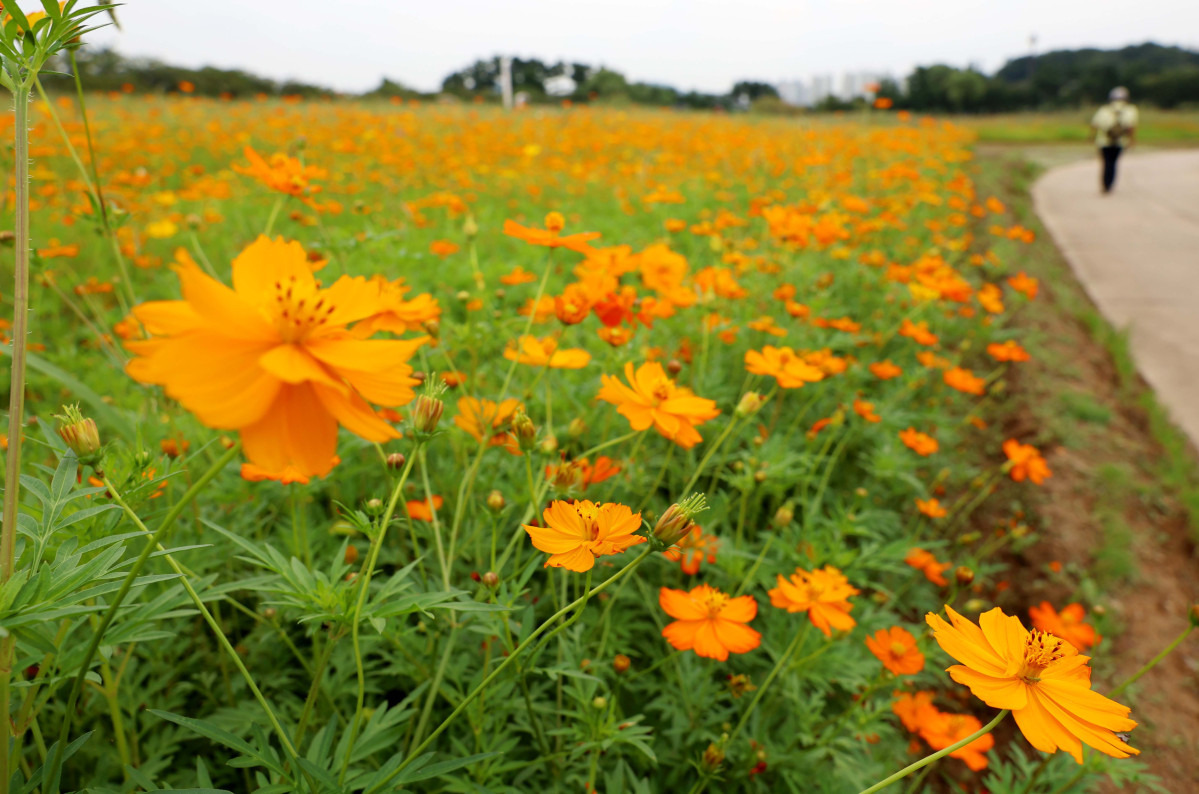 ▲절기상 백로(白露)가 지나고 전국의 폭염특보가 모두 해제되는 등 무더위가 누그러진 가운데 9일 경기 시흥시 갯골생태공원의 황화코스모스가 가을이 왔음을 알리고 있다. 신태현 기자 holjjak@