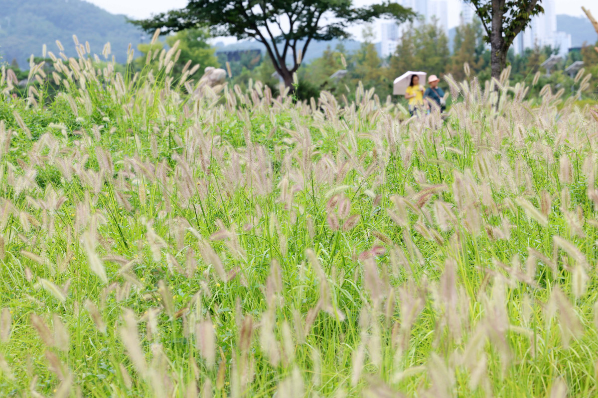 ▲절기상 백로(白露)가 지나고 전국의 폭염특보가 모두 해제되는 등 무더위가 누그러진 가운데 9일 경기 시흥시 갯골생태공원의 수크령이 가을이 왔음을 알리고 있다. 신태현 기자 holjjak@