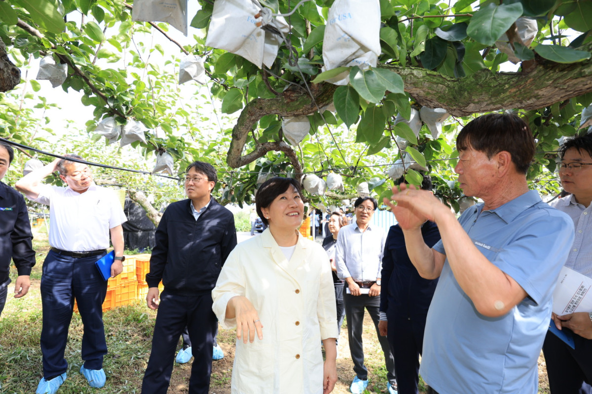 ▲송미령 농림축산식품부 장관이 11일 충남 아산시 둔포면의 배 농가를 찾아 햇배 작황에 대한 설명을 듣고 있다. (사진제공=농림축산식품부)