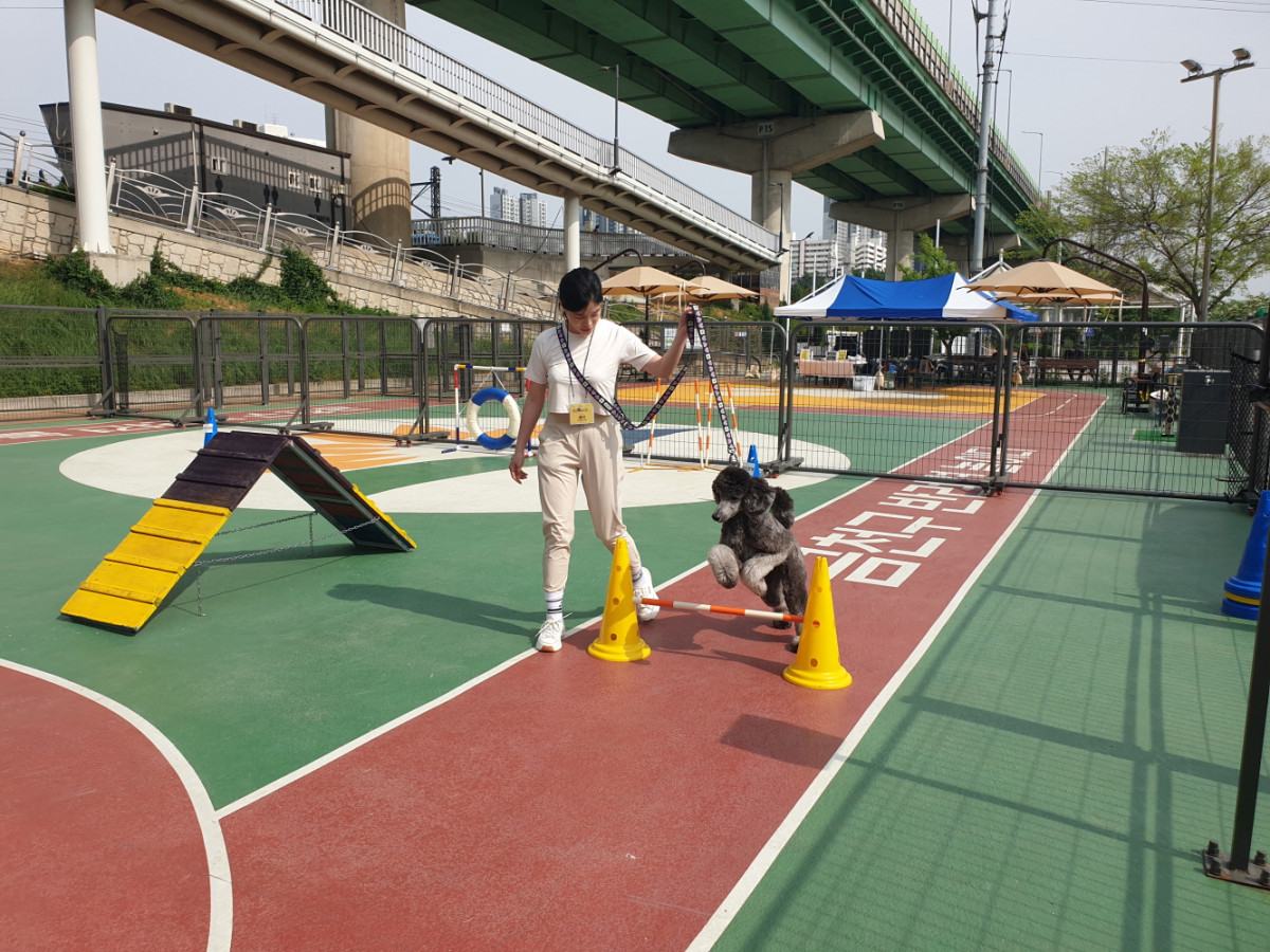 ▲2025년 상반기 반려동물 문화교실에 참여한 반려인이 어질리티 교육을 받고 있다 (금천구)