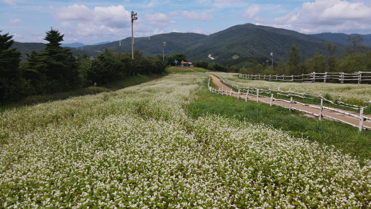 ▲몽블랑 메밀꽃밭 (사진제공=휘닉스파크)