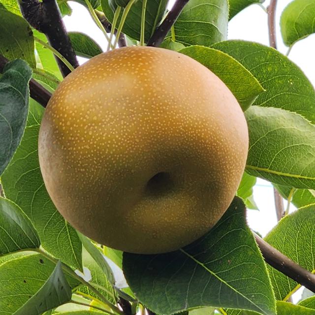 ▲전남 순천시 낙안 배. (사진제공=순천시)