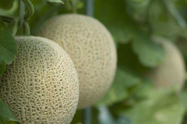 (사진제공=곡성군)