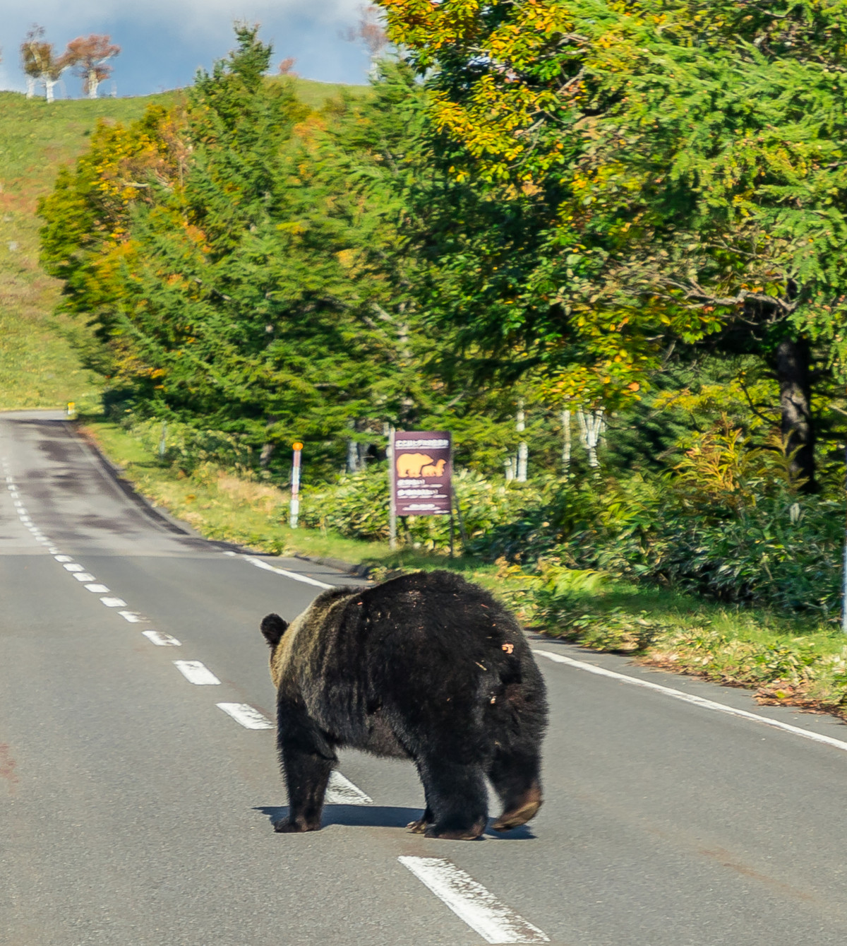 ▲차가 오가는 도로까지 나온 홋카이도 야생곰의 모습. (게티이미지)