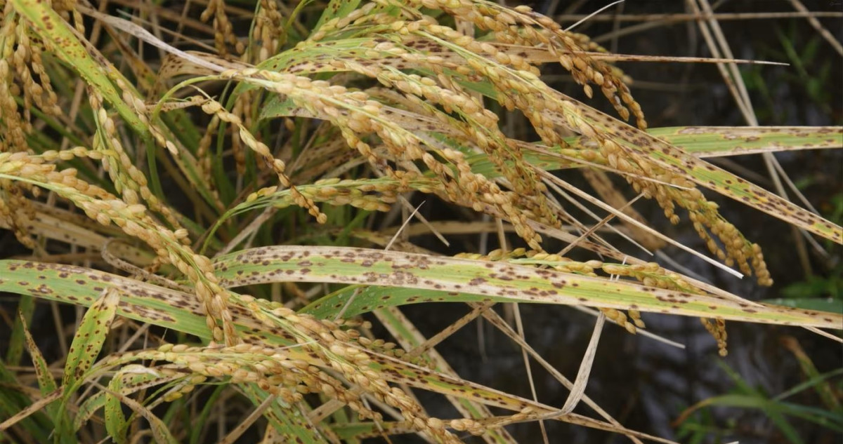 (사진제공=농촌진흥청)