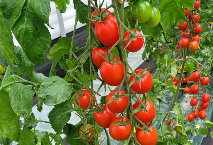 ▲전남농업기술원가 대추형 방울토마토 신품종.  (사진제공=전남농업기술원 )