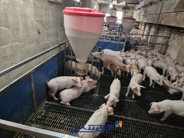 ▲전북 완주군 소재 양돈 사육장 (사진제공=전북도)