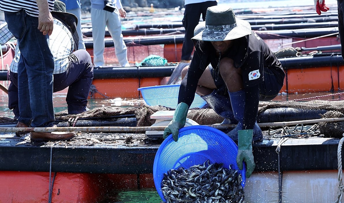 ▲전남 바다 고수온에 치어 방류. (사진제공=연합뉴스)