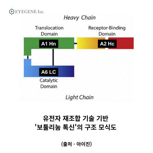 아이진, 유전자 재조합 ‘보툴리눔 톡신’ 비독점 L/O 본격 추진