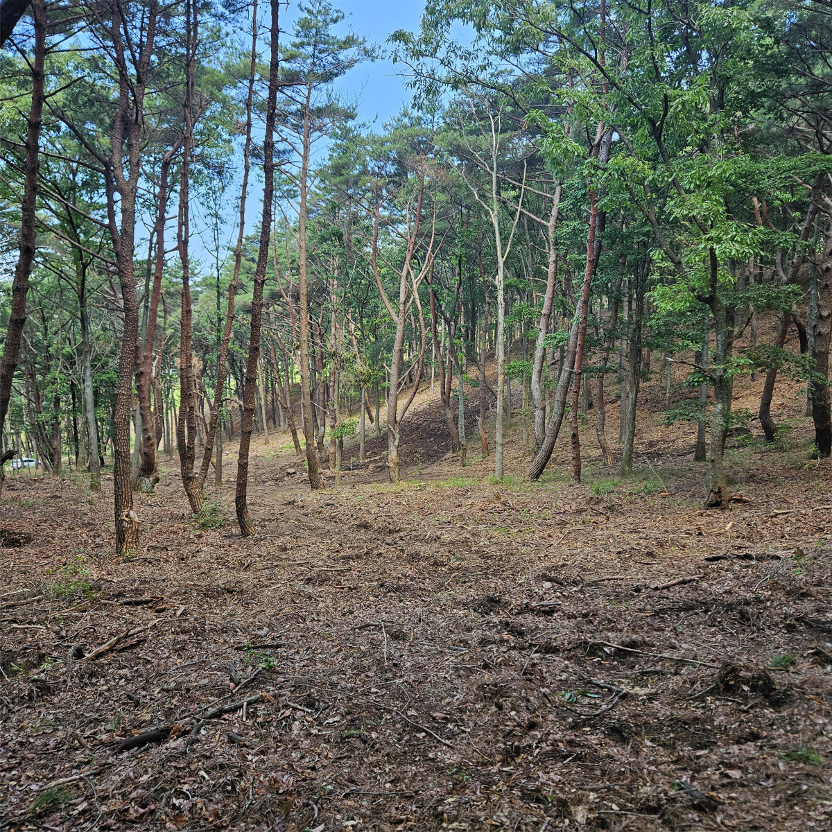 ▲산불예방 숲가꾸기 사업  (사진제공=양산시)
