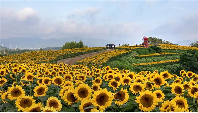 ▲제19회 농촌경관 사진․영상공모전 수상작인 '강주리 해바라기'(경상남도 함안군 법수면 강주리) (사진제공=농림축산식품부)