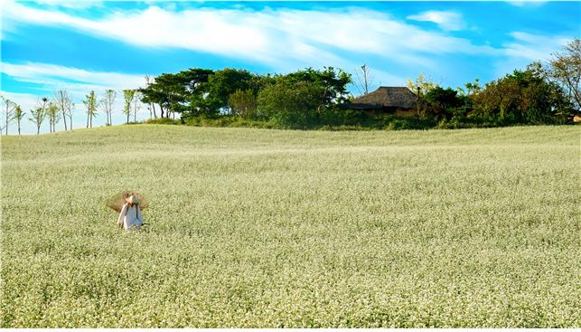 ▲제17회 농촌경관 사진·영상공모전 수상작인 '메밀꽃 필 무렵'(기사와 직접적 관련 없음) (사진제공=농림축산식품부)