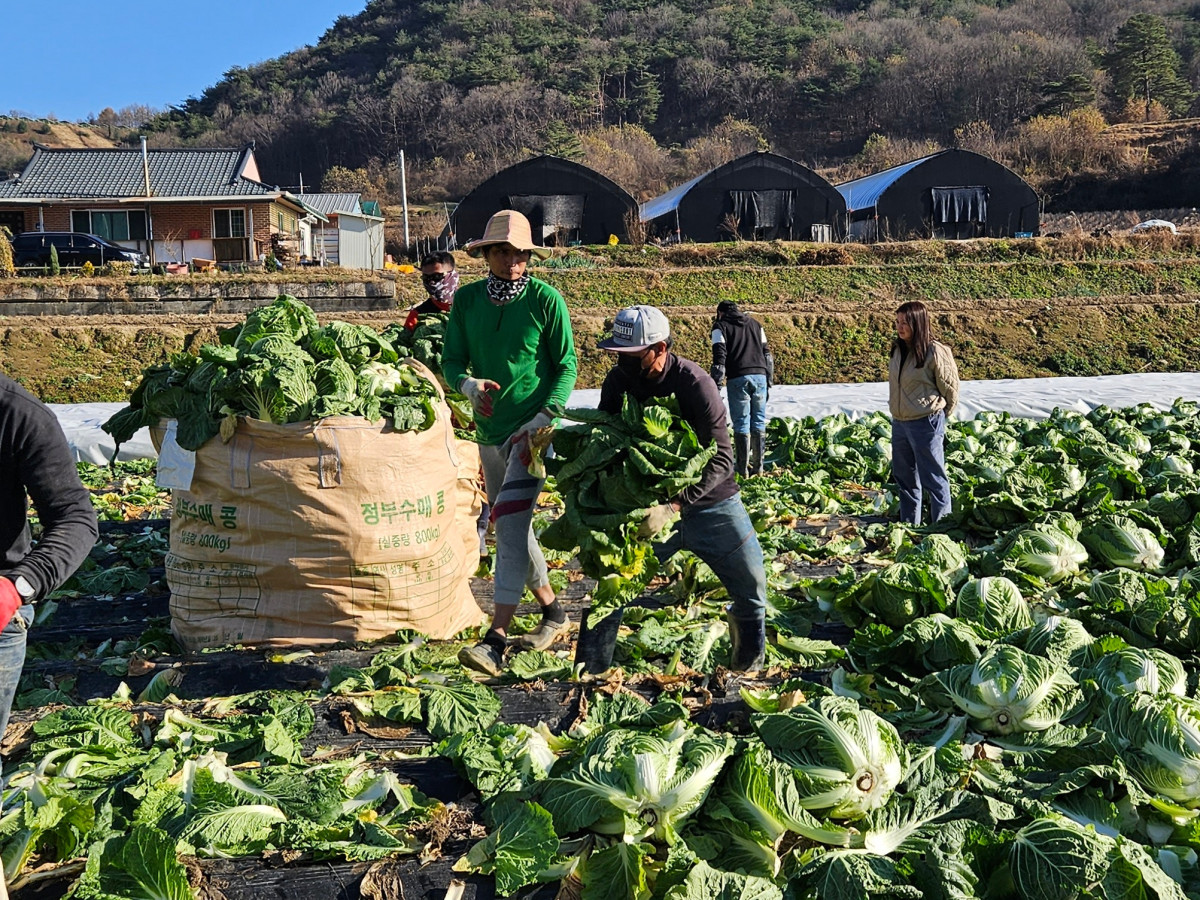 ▲충북 괴산군이 농촌에 파견한 외국인 근로자들이 배추를 수확하고 있다.(기사와 직접적 관련 없음) (뉴시스)
