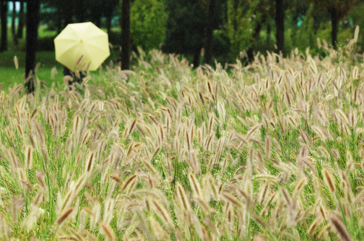 ▲ 가을을 재촉하는 비가 내린 17일 경기도 수원시 팔달구 서호꽃뫼공원에서 우산을 쓴 시민이 수크령 사이를 걷고 있다. (연합뉴스)