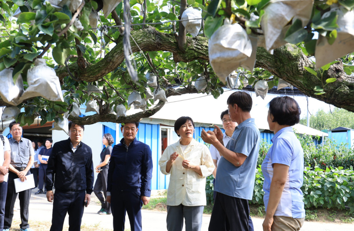 ▲송미령 농림축산식품부 장관이 11일 충남 아산시 둔포면의 배 생산농가를 찾아 햇배 생육 상황을 점검하고 있다. (사진제공=농림축산식품부)
