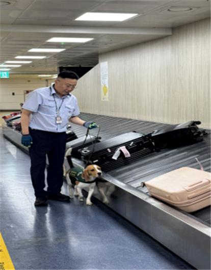 ▲농림축산검역본부 관계자가 탐지견을 활용해 수하물 확인하고 있다. (사진제공=농림축산식품부)