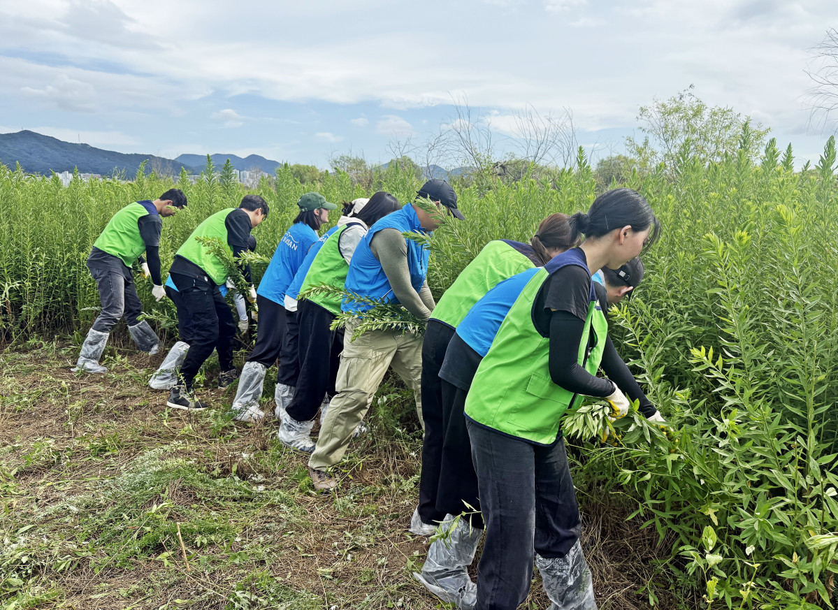 ▲19일 부산 강서구 대저생태공원 인근에서 에어부산 및 진에어 임직원들이 생태교란종 제거 작업을 실시하고 있다.  (사진=에어부산)