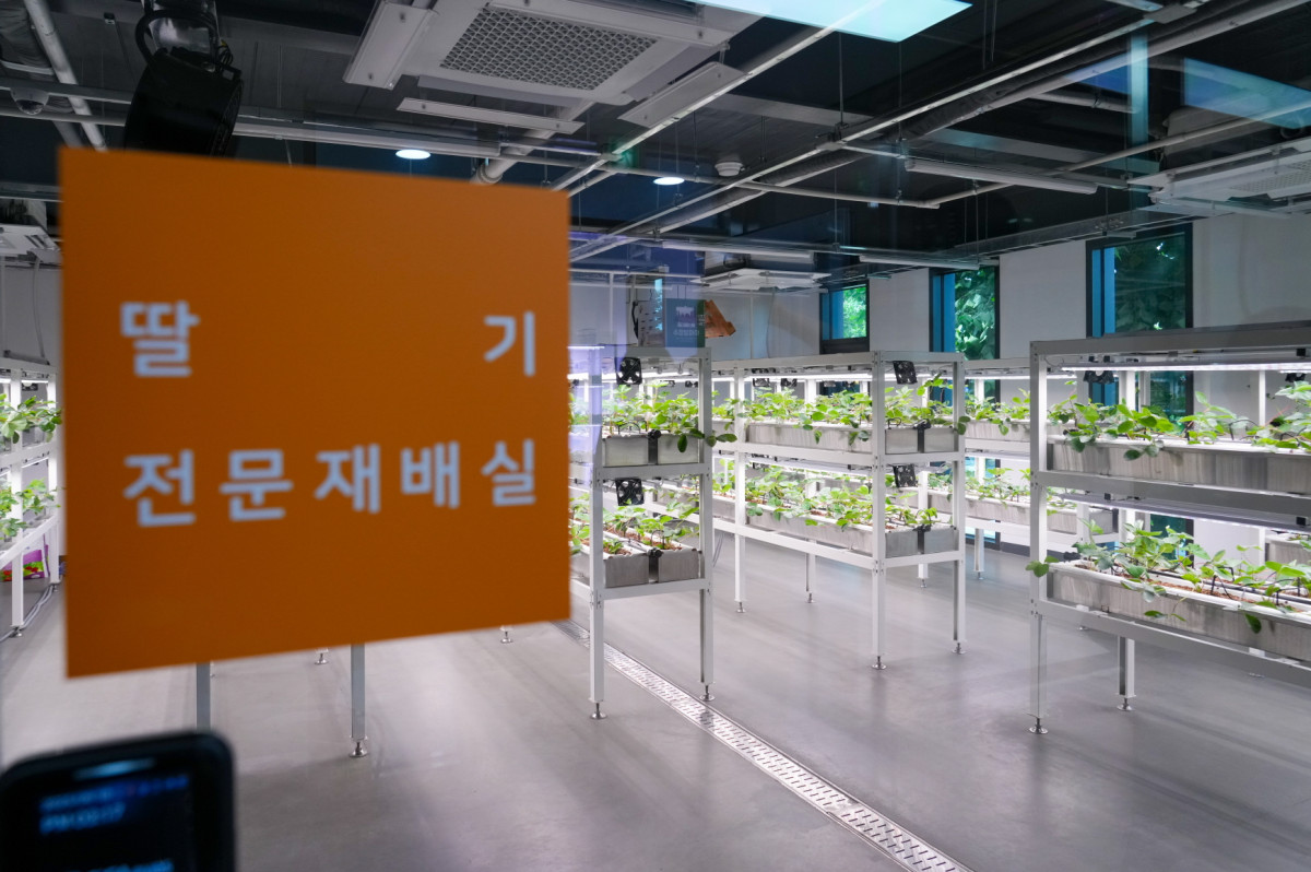 ▲강북구 스마트팜 센터 2층의 딸기 재배실 (강북구)