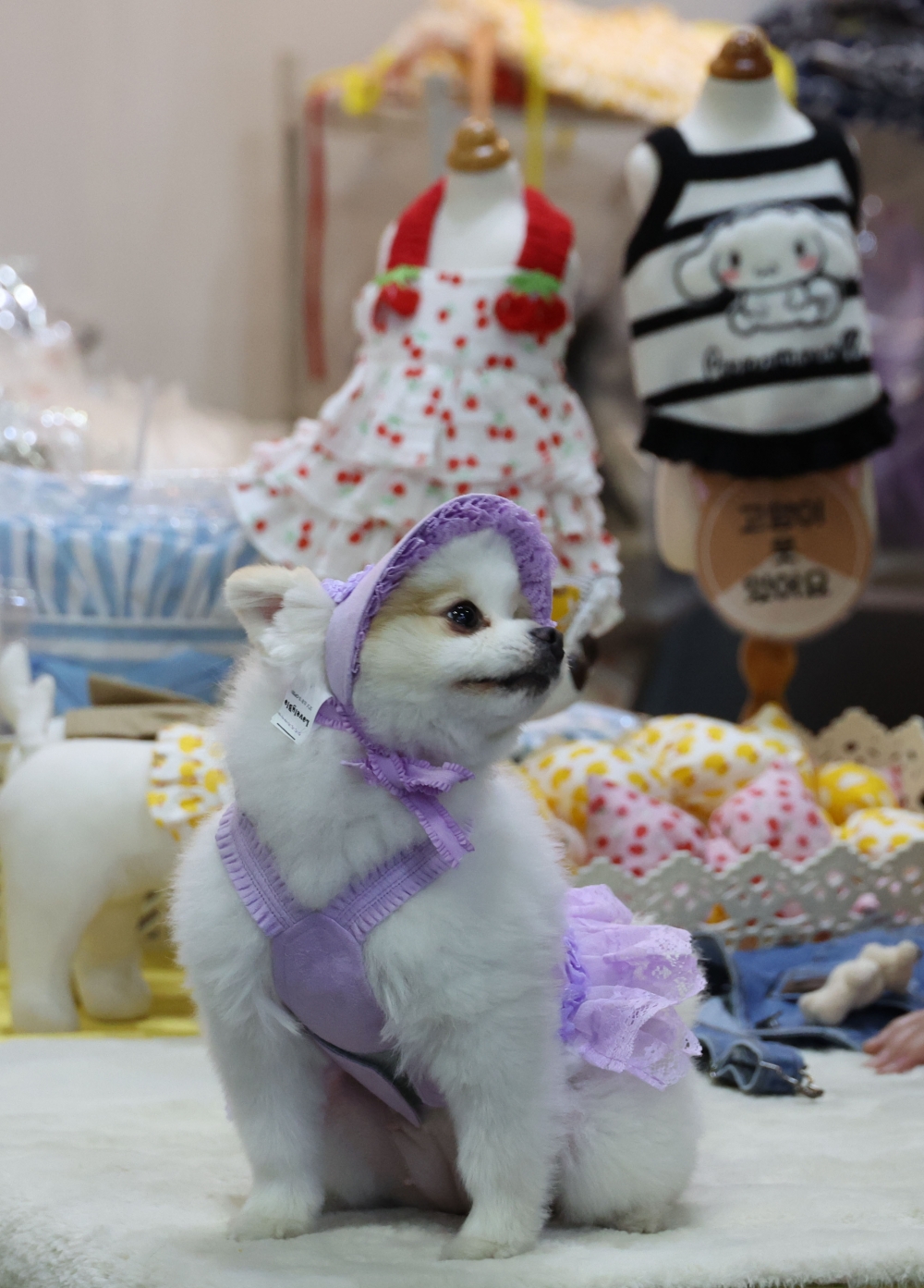 ▲17일 경기 일산 킨텍스 제1전시장에서 열린 2024 메가주 일산에서 반려견과 관람객들이 전시장을 둘러보고 있다. 19일까지 열리는 이번 행사에는 반려동물 사료·간식, 용품, 반려동물 동반 여행 기획관, 펫 아로마 체험클래스 , 어질리티대회 등 펫 산업 전반을 소개한다. 고이란 기자 photoeran@ (이투데이DB)