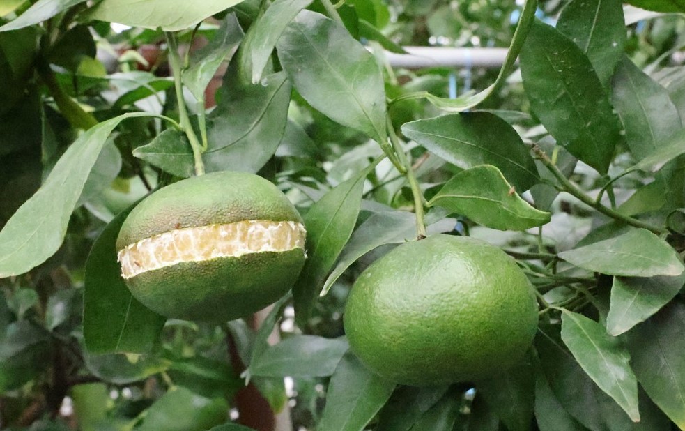 ▲제주에서 여름 폭염에 따른 레드향 열과 피해가 늘어난 가운데 8월 한 과수원에서 익지 않은 감귤이 나무에 매달려 껍질이 벌어진 모습이 나타난다. (사진제공=제주도)