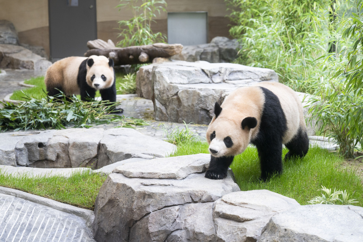 ▲판다 세컨하우스에서 지내는 쌍둥이 판다 루이바오(오른쪽)와 후이바오 (사진제공=삼성물산 리조트부문)