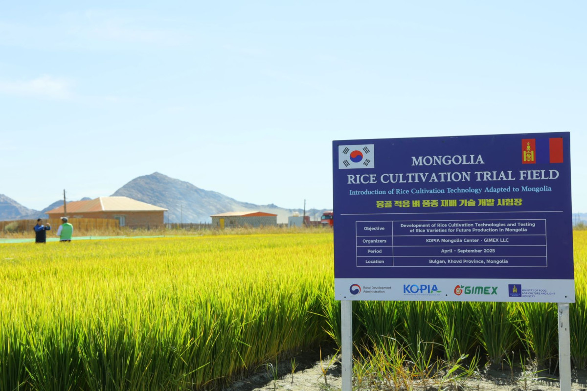 ▲몽골 벼 재배기술 개발사업 시험포장 (사진제공=농촌진흥청)