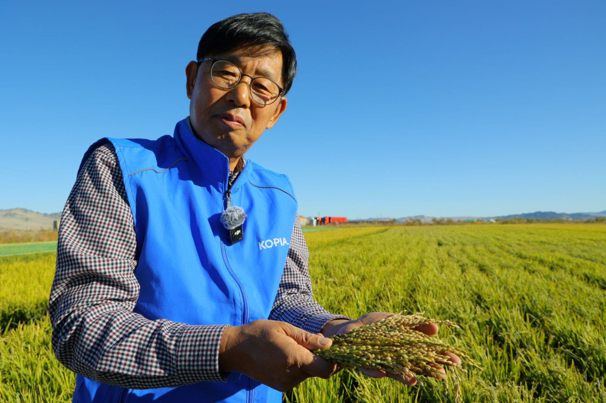 ▲수확기를 맞은 ‘진부올벼’를 보여주고 있는 오명규 KOPIA몽골센터 소장 (사진제공=농촌진흥청)