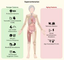 ▲110세 이상을 산 초백세인으로 1년 반 동안 세계 최고령 기록을 갖고 있다가 지난해 117세로 사망한 마리아 브라냐스 여사는 아직 건강하던 2023년 생체 시료를 제공했고 최근 분석 결과를 담은 논문이 공개됐다. 이에 따르면 브라냐스는 장수 변이형인 유전자를 다수 지니고 있었고 각종 생체 지표와 장내미생물 조성도 우수했고 생물나이도 실제 나이보다 20여 년이나 젊었다(왼쪽). 반면 잔여 세포분열 횟수를 가리키는 텔로미어 길이가 짧았고 몇몇 생체 지표도 안 좋게 나와 머지않아 사망할 것임을 짐작할 수 있다(오른쪽). (사진제공 ‘셀 리포츠 의학’)