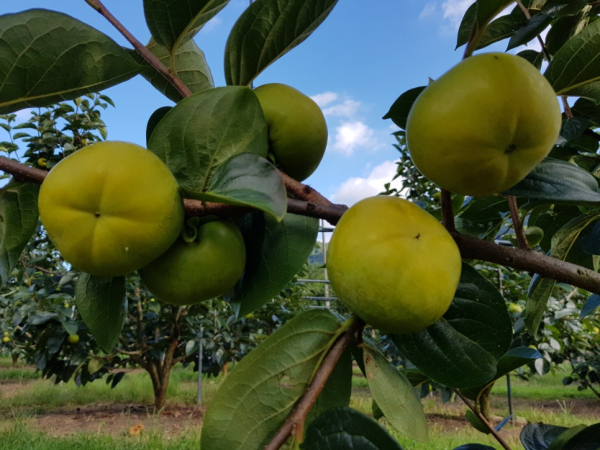 ▲전남 구례군의 가을이  '태추 단감'과 함께 달콤하게 익어가고 있다. (사진제공=구례군)
