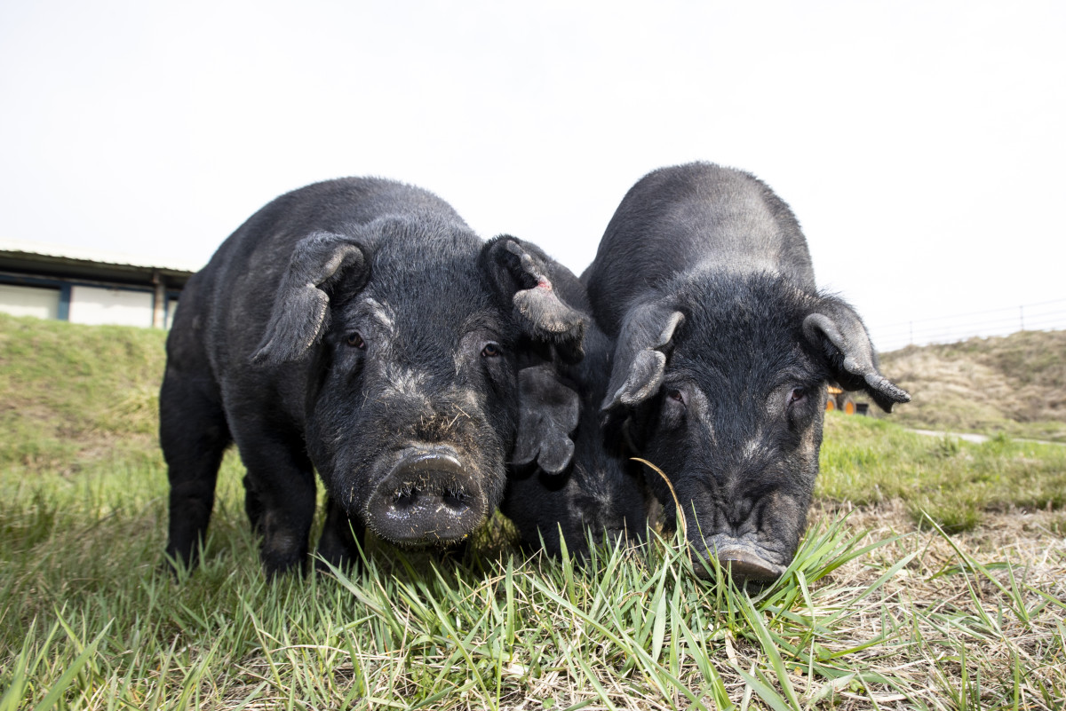 ▲국립축산과학원이 개발한 ‘우리흑돈’ (사진제공=농촌진흥청)