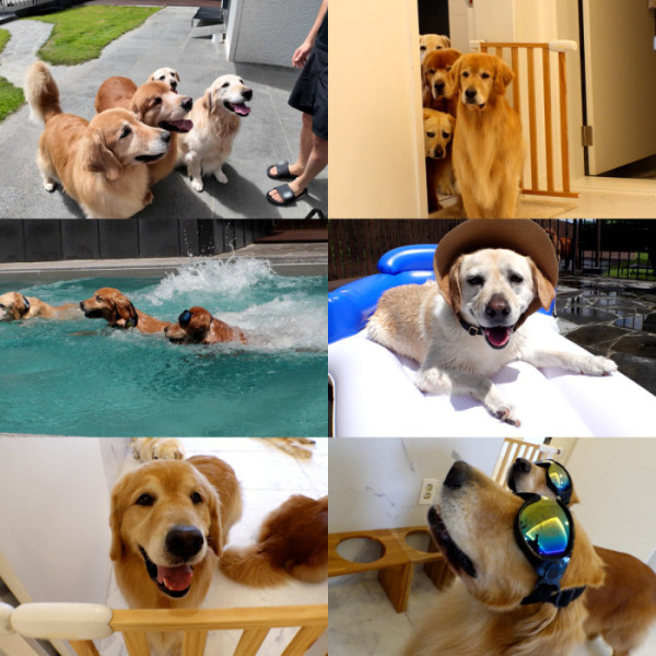 ▲'TV 동물농장'(사진제공=SBS )