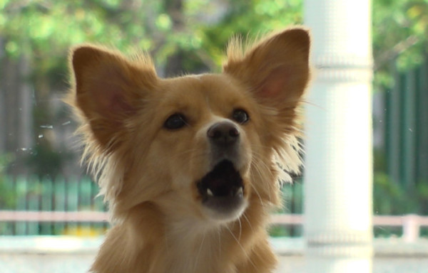 ▲'TV 동물농장' (사진제공=SBS )