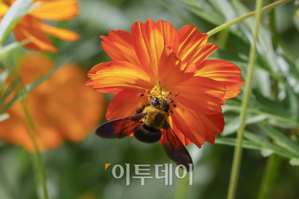 ▲낮과 밤의 길이가 같아진다는 절기상 추분(秋分)인 23일 서울 송파구 올림픽공원 들꽃마루에서 벌 한마리가 꿀을 모으고 있다. 조현호 기자 hyunho@