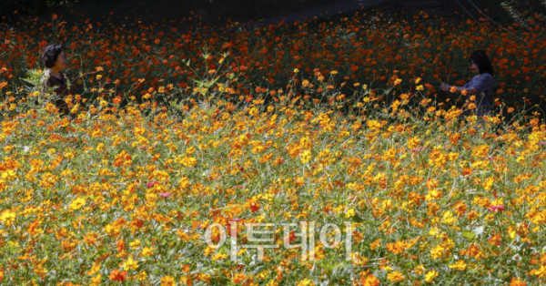 ▲낮과 밤의 길이가 같아진다는 절기상 추분(秋分)인 23일 서울 송파구 올림픽공원 들꽃마루를 찾은 시민들이 황하코스모스를 바라보며 가을 정취를 만끽하고 있다. 조현호 기자 hyunho@