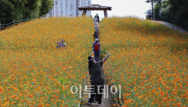 ▲낮과 밤의 길이가 같아진다는 절기상 추분(秋分)인 23일 서울 송파구 올림픽공원 들꽃마루를 찾은 시민들이 황하코스모스를 바라보며 가을 정취를 만끽하고 있다. 조현호 기자 hyunho@