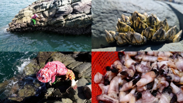 ▲'극한직업' 거북손 (사진제공=EBS1 )