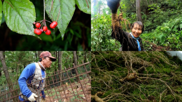 ▲'극한직업' 산양삼 (사진제공=EBS1 )