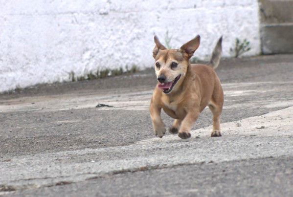 ▲'TV 동물농장'(사진제공=SBS )