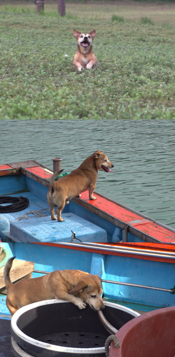 ▲'TV 동물농장'(사진제공=SBS )