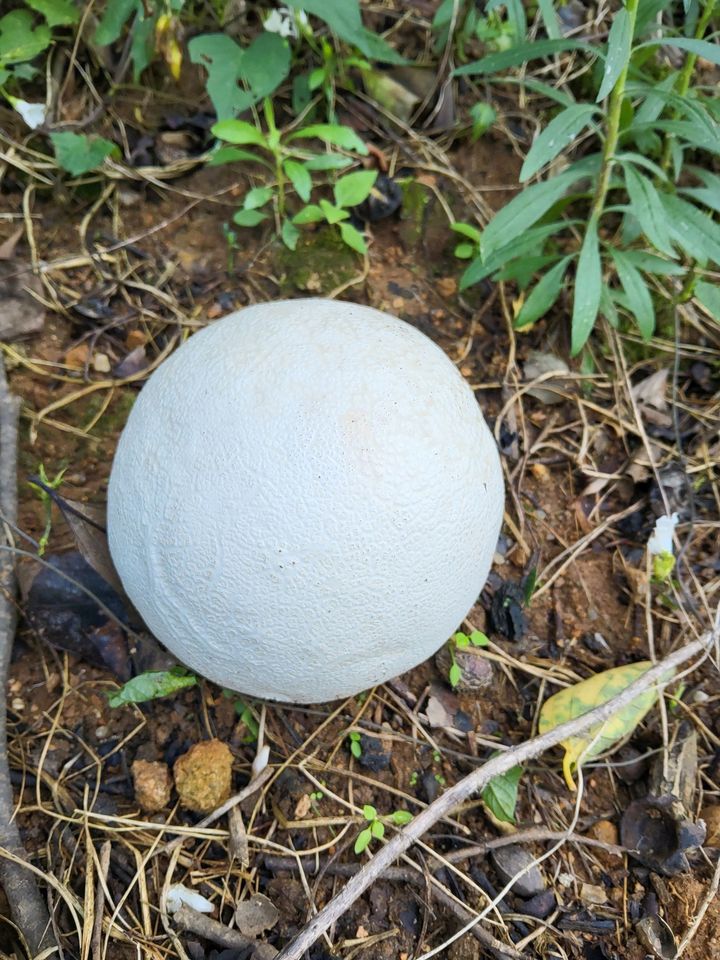 ▲댕구알버섯은 주로 여름~가을 공원이나 정원수 아래, 풀밭 등지에서 유기물을 분해하면서 발생하는 버섯이다. (사진제공=전남산림연구원)