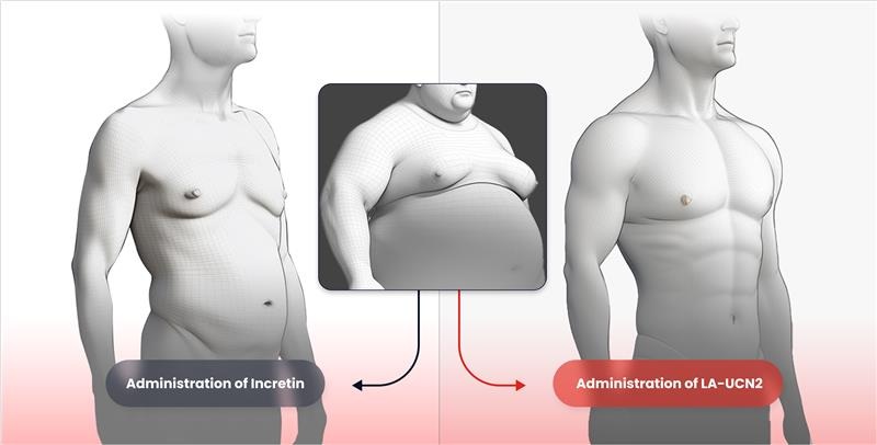 한미약품, "근육증가" UCN2 비만 1상 "美 IND 신청"