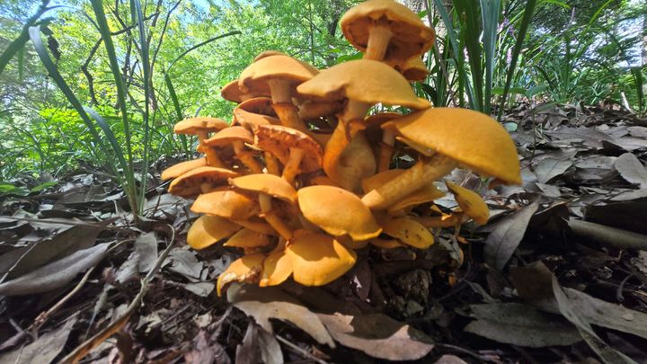 ▲갈황색미치광이버섯.  (사진제공=전남산림연구원 )