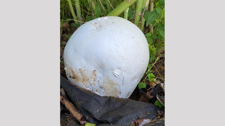 ▲댕구알버섯. (사진제공=강진군)