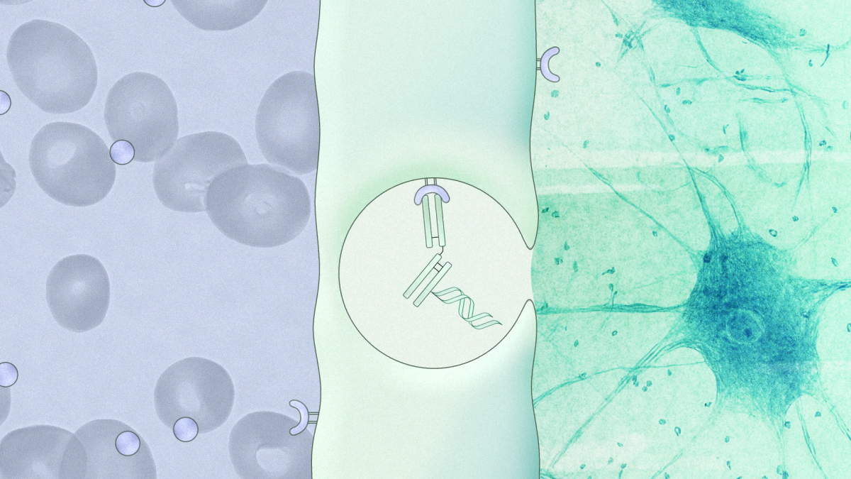 애르스카, 시드 2100만弗..뇌질환 ‘BBB 셔틀’ RNAi