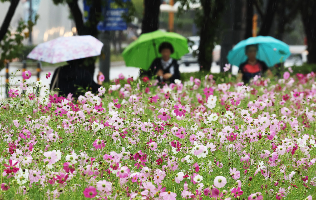 ▲가을비 내리는 풍경 (사진=연합뉴스)