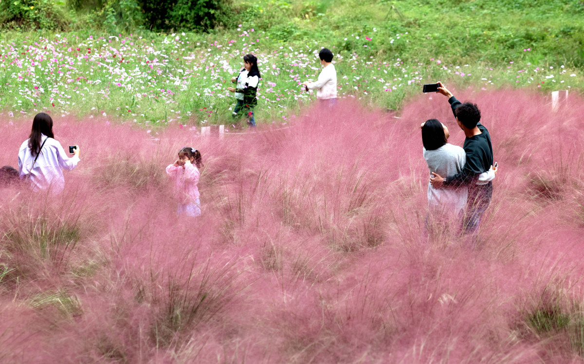 ▲12일 경기 의왕시 왕송호수공원 인근에서 시민들이 핑크뮬리와 코스모스를 보며 길었던 추석연휴를 마무리하고 있다. 신태현 기자 holjjak@